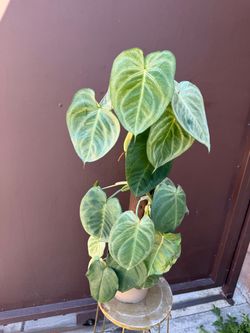 6” Syngonium ice frost