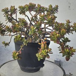 **ENTIRE POTTED PLANT**  Large JADE   Succulent
