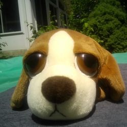 Big Eye Dog