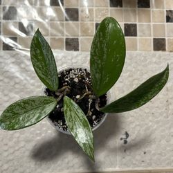 Hoya Pubicalyx Pink Silver