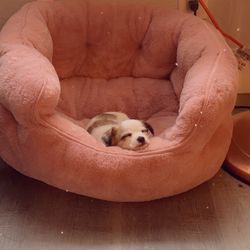 White spot in pink bed