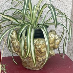 Gold Painted Plaster Planter Pot With Children Faces 