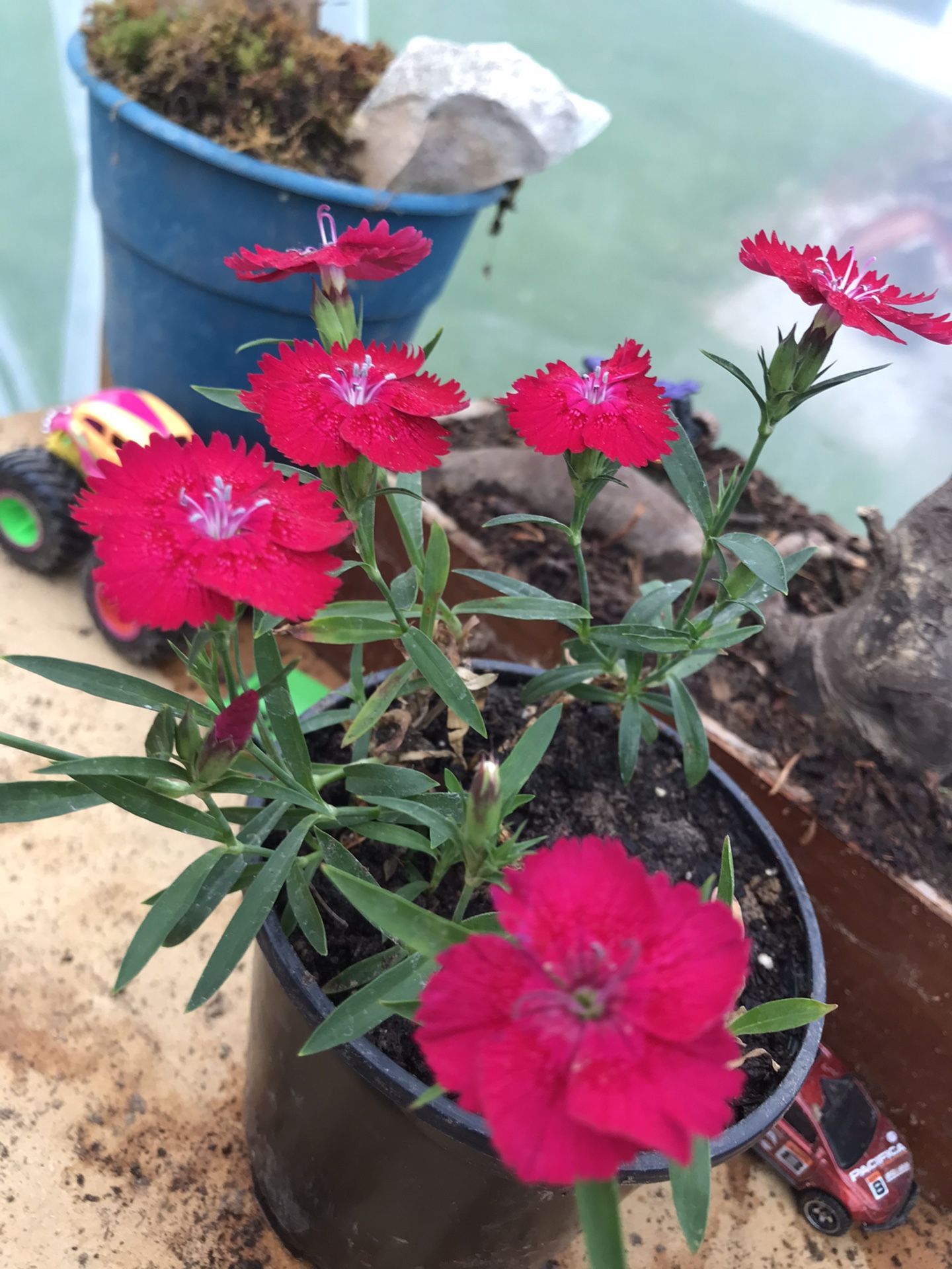 Pink Dianthus - 1 Pot (4 inch) Cluster 3-5 plants per pot 