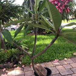 Plumeria Plant. 4 Ft. Three Branches