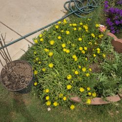 Dedos/delosperma/ice plant Big and Small pots