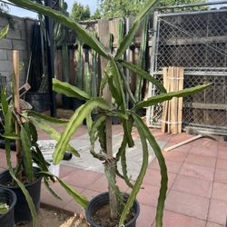 Dragon Fruit