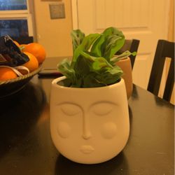 Plant In Face Planter
