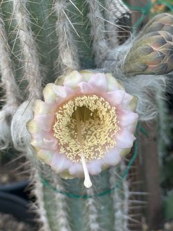 Exotic cactus