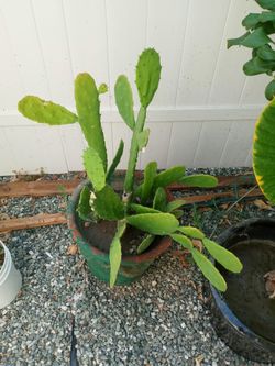 PLANTAS DE NOPALES $1 N UP