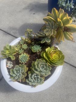 plants