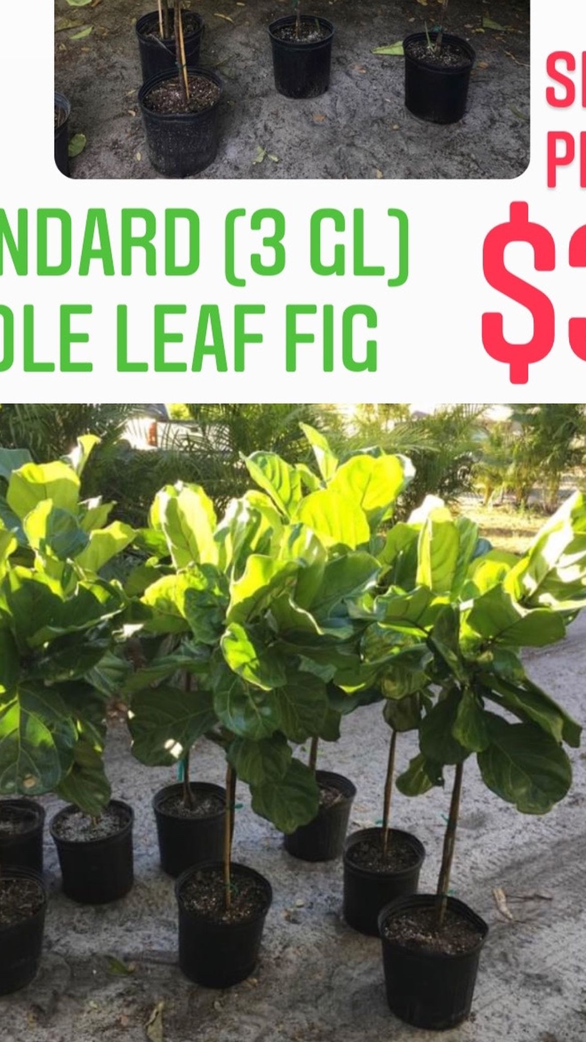 Home Plants- Standard Fiddle Leaf $30