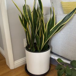 Healthy Snake Plant In 10in Ceramic Pot 