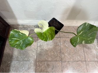 albo monstera variegated 6 inches pot , rooted , $55 cash , no trade