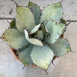 Agave titanota 'Black and Blue'