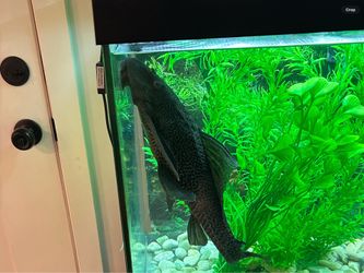 Pleco Sailfin full grown - 7 years old