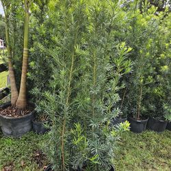 Podocarpus Over 6 Feet Tall $35 Tall Full Green  Fertilized  Ready For Planting Instant Privacy Hedge  Same Day Transportation 