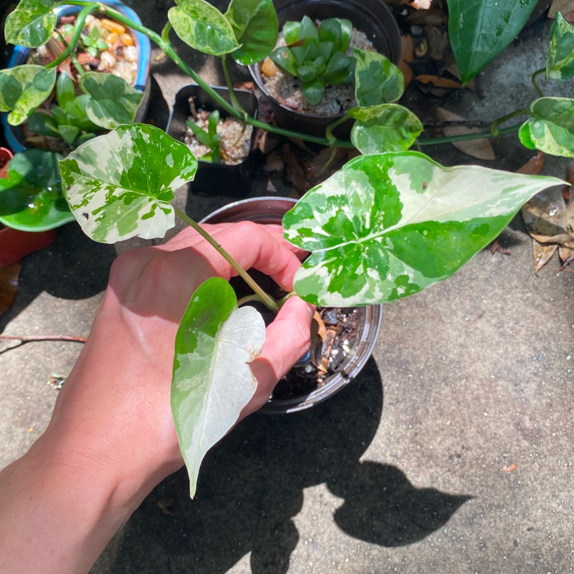 Variegated Alocasia Odora / Macrorrhiza Cousin