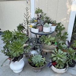 Many Beautiful Succulent Planters