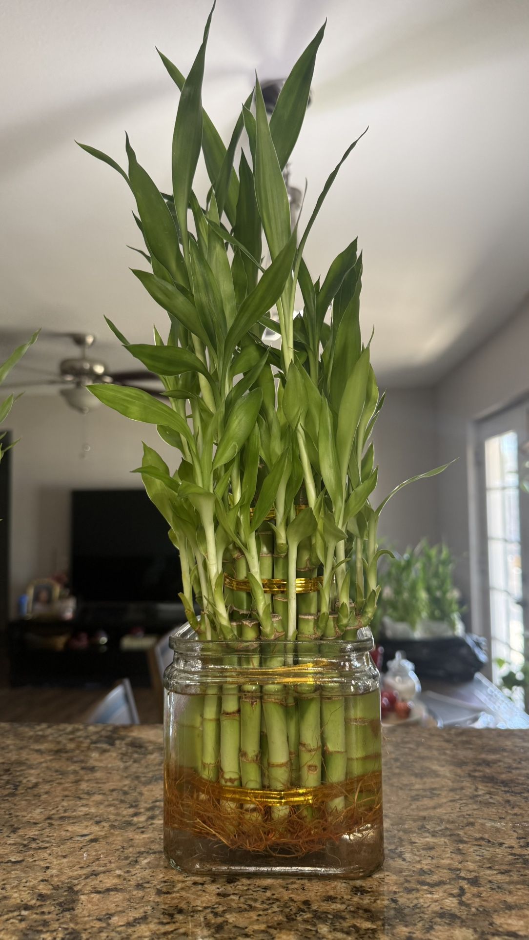 Beautiful Plant 🌱 Plantas 🌱