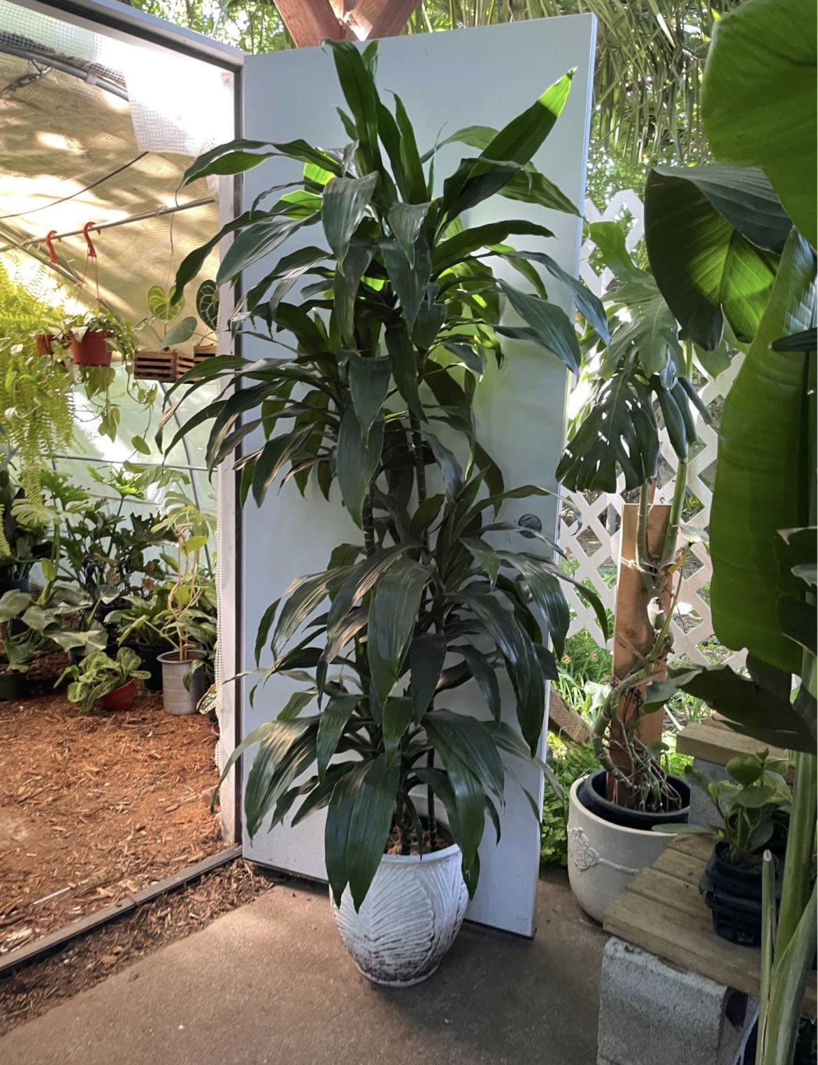 See description~6.5ft Dracena Lisa ceramic pot not included, low light, low maintenance; 95820