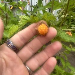 Salmonberry | Live plant | 2 Years Old | 1 Gallon