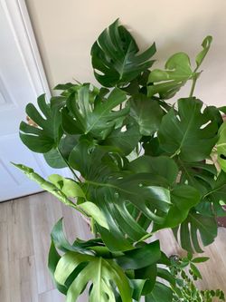 X large monstera indoor plants