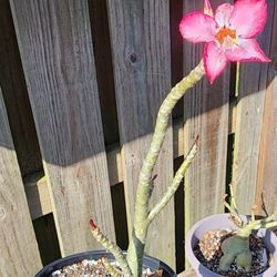 Desert Rose
