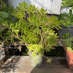 Beautiful Succulents