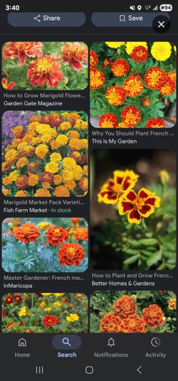 Marigold Flower Seeds 