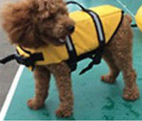 Life Jacket