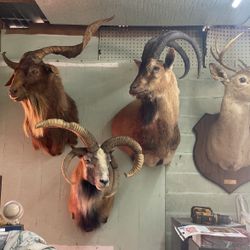 Taxidermy 