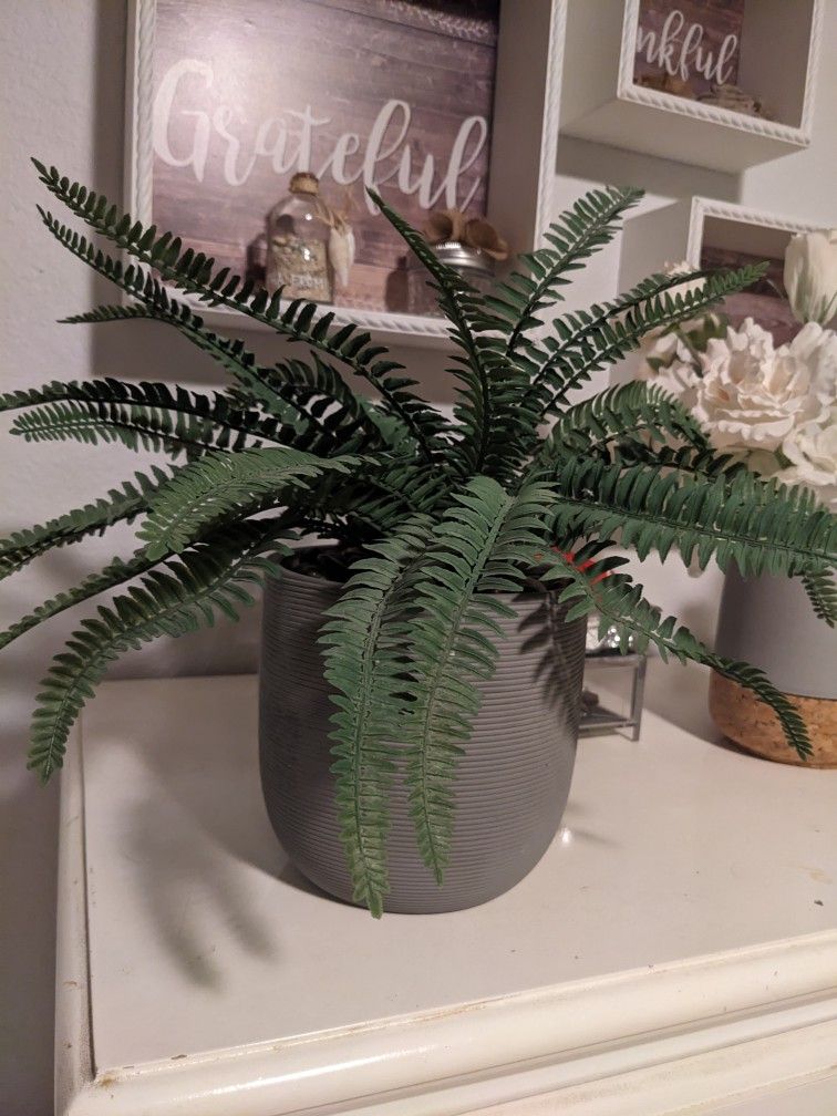 Fake Fern Plant