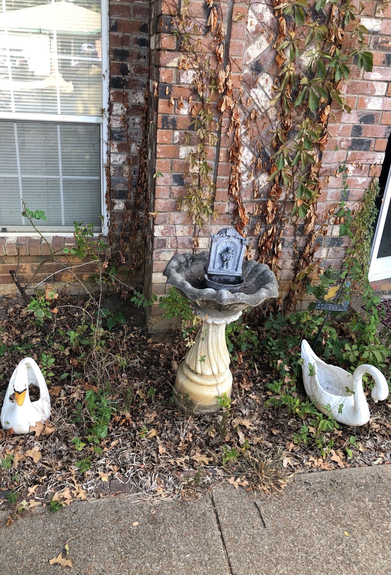 Swans and fountain