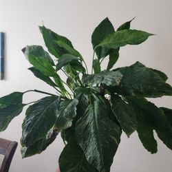 Houseplant House Plant 8" Peace Lily 