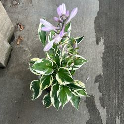 Hosta Patriot Rooted One Plant 