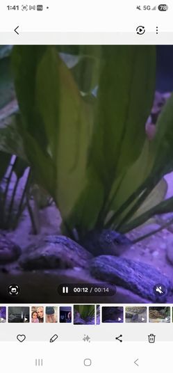 Small Flowerhorn rehoming