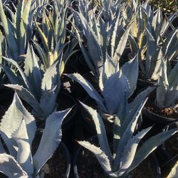 Agave 15gal