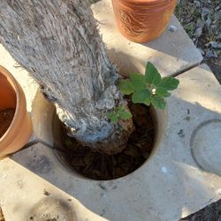 ,,( 2 )) Canteras   planters,, Heavy,,New,, $$100. FOR Both, 