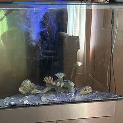 Salt Water Fish Tank 