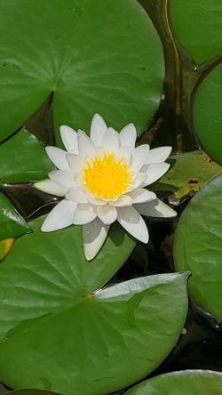Pond and fountain service  and plant for sale  for sale