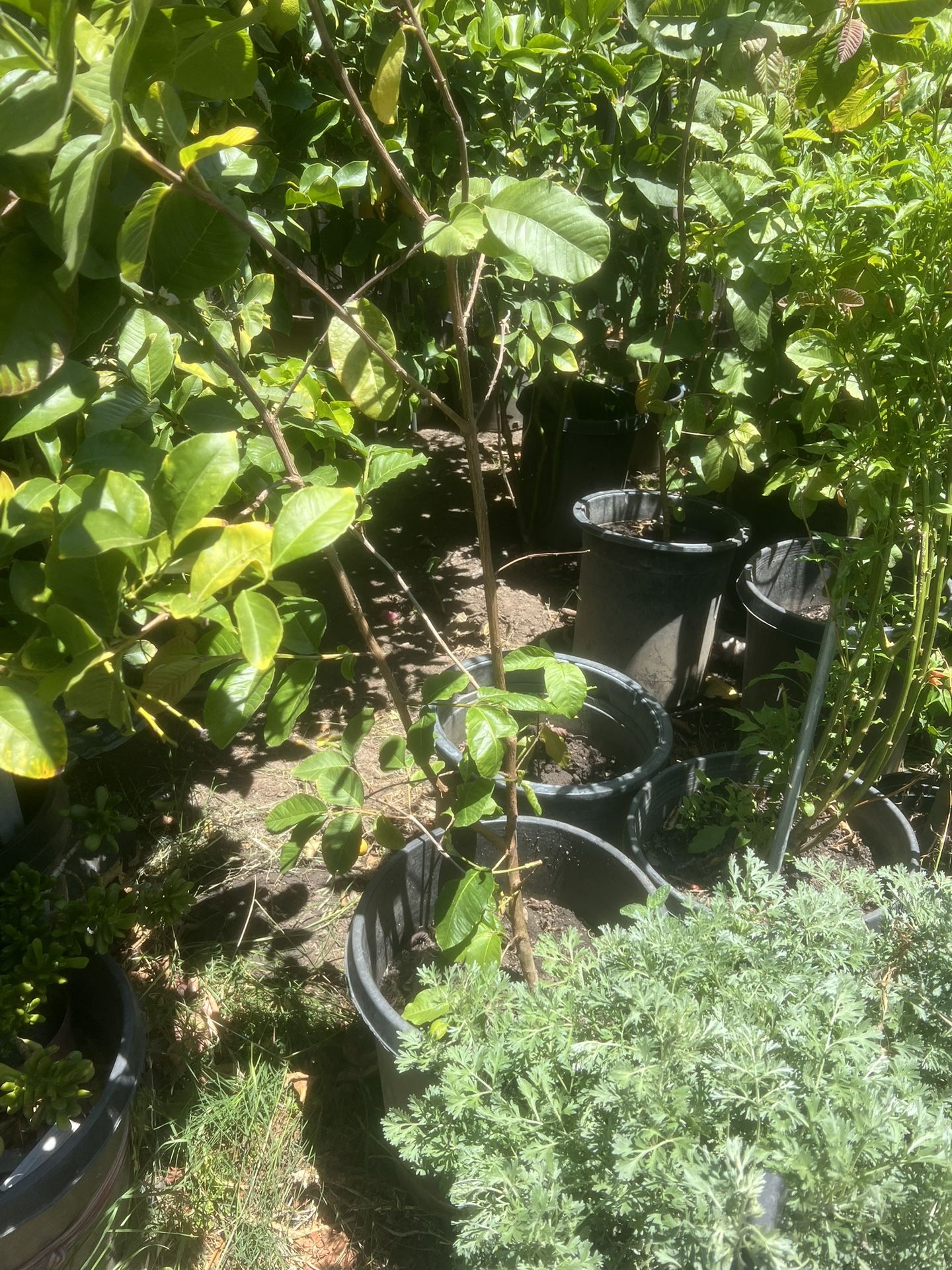 Plants