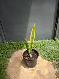 Sansevieria (snake plant)