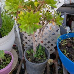 Beatiful Suculent Plantas.