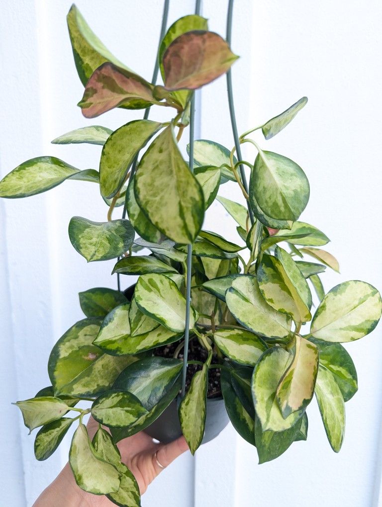 Hoya Australis Lisa Plant 6" Pot - Indoor House Plants