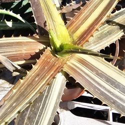 Aloe samponaria RARE 
