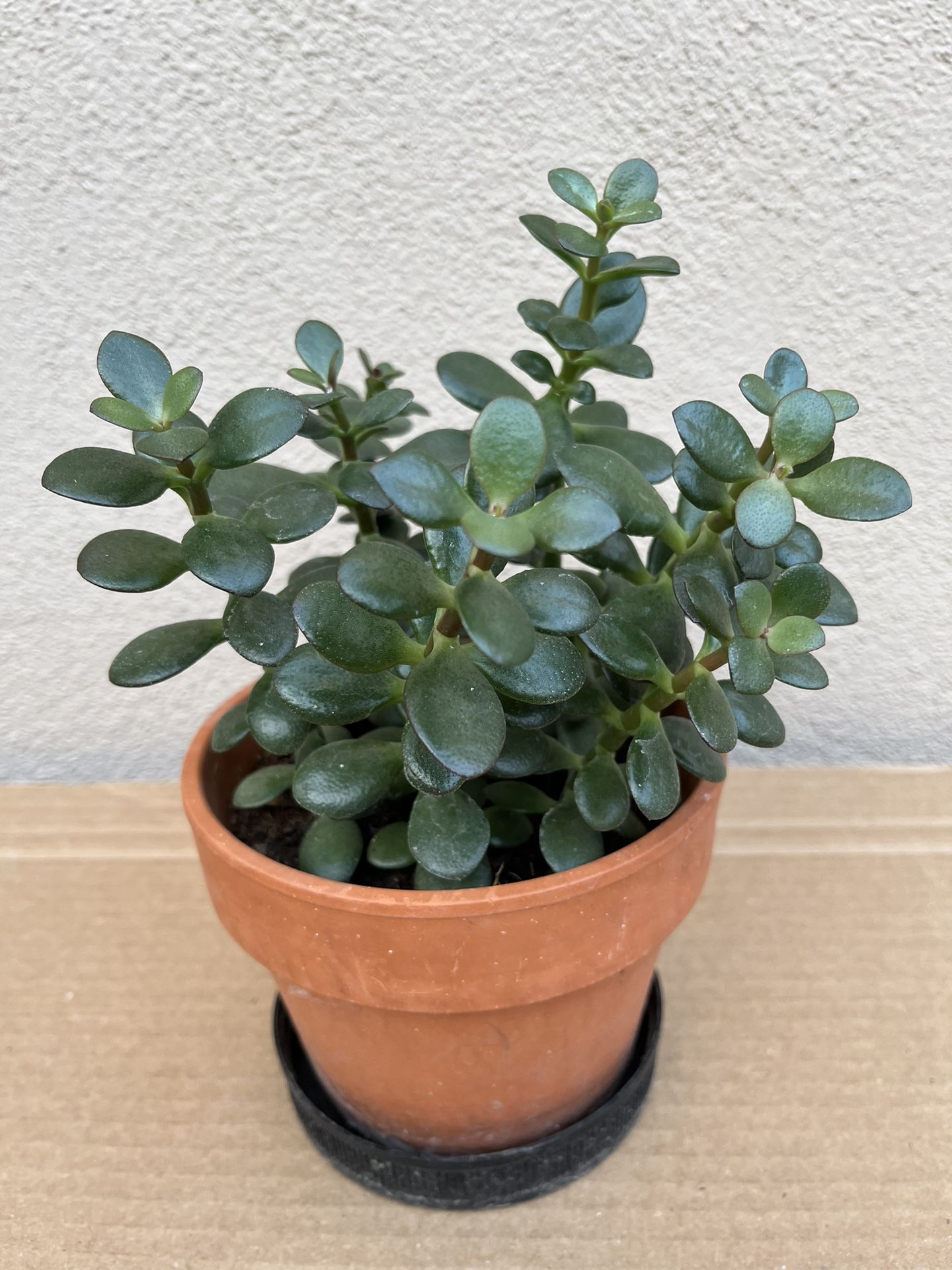 Adorable 10” Jade in 5.75”Ceramic Pot 🌿