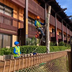 I cut Trees and Trim The Trees