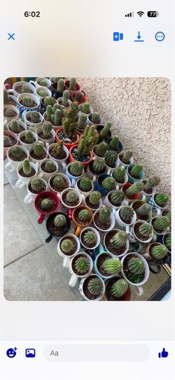 Cactus in Cups $15ea or 2 for $20