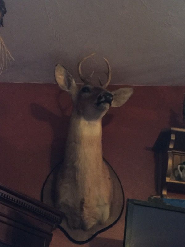 Mounted deer head 125.00 for Sale in LaBelle, FL OfferUp
