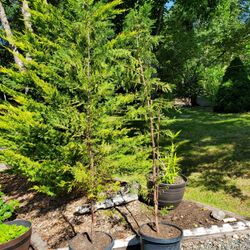 2-8' Leyland Cypress Trees 